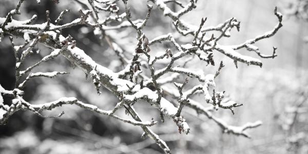 a winter tree