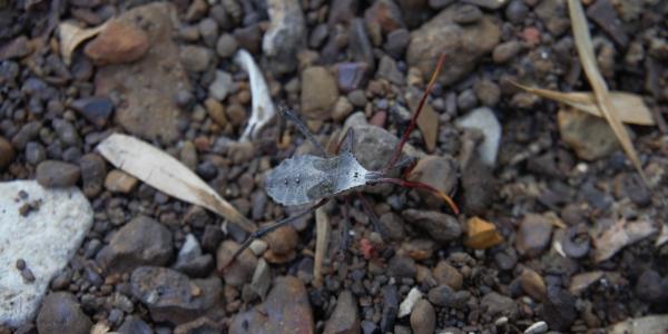 squash bug on the ground