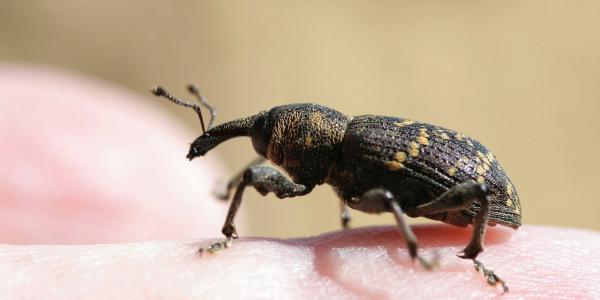 weevil bug