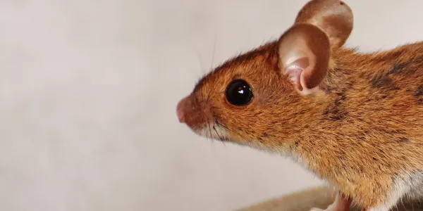 mouse in my house with gray background