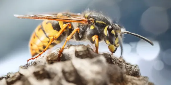 wasp on nest
