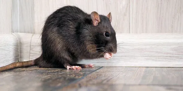 Mouse in a house